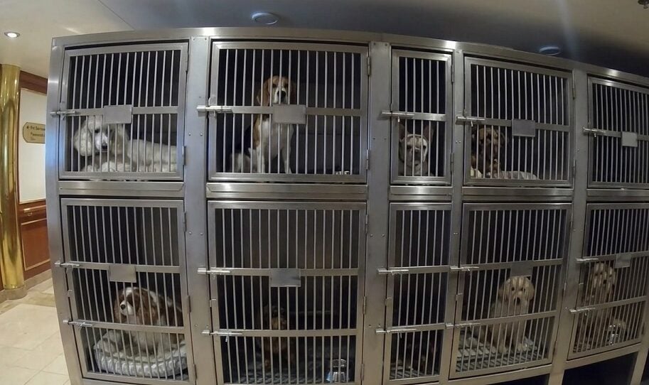Can you bring a dog on cruise: Dog Kennels area on Queen Mary 2